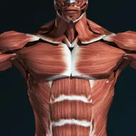 Muscles 3D (Anatomy) icon