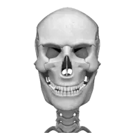 Human skeleton (Anatomy)