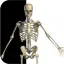 Visual Bones icon