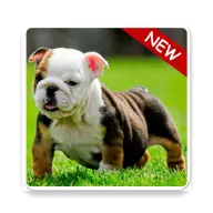 Puppy Bulldog Wallpapers icon