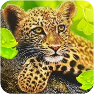 The Leopard icon