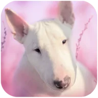 Bull Terier Dog Simulator icon