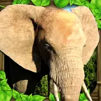 Elephant Sim
