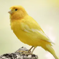 Canary Bird Sounds icon