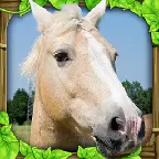 Horse Sim